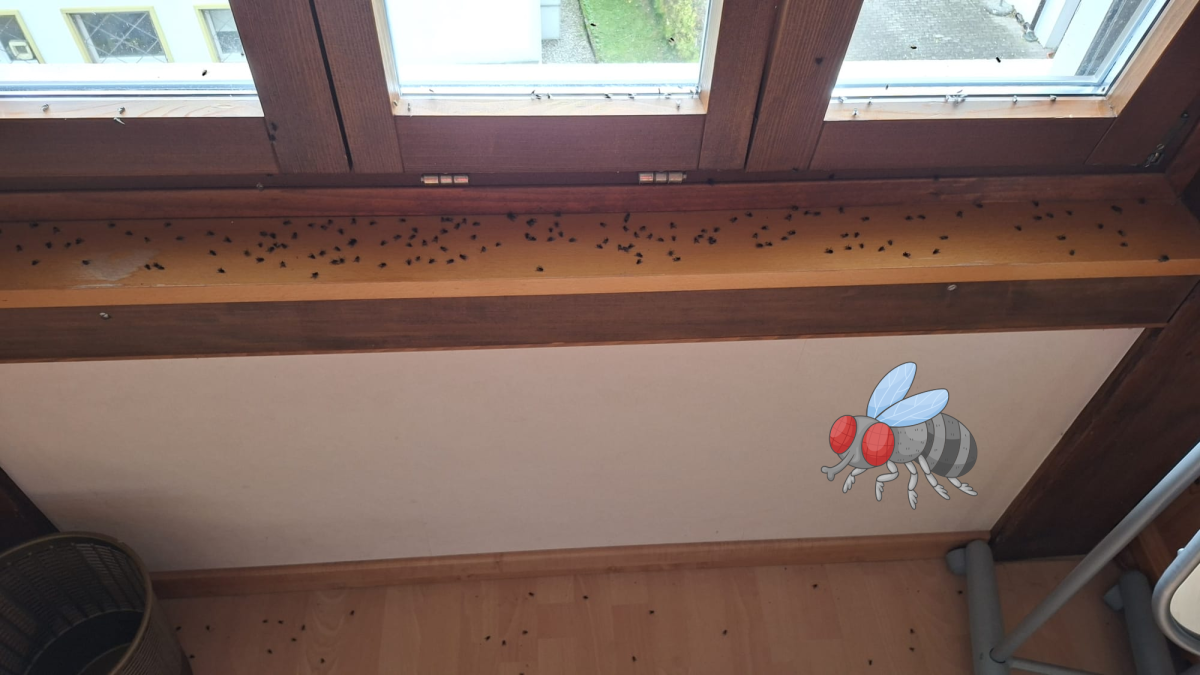 Mouches d’automne dans la maison : un envahissement saisonnier qui se répète chaque année 