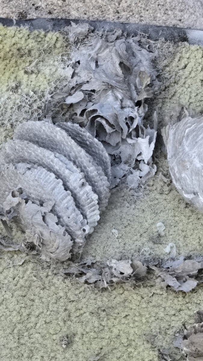  Intervention d’urgence ce matin : un nid de guêpes découvert dans un meuble de jardin 