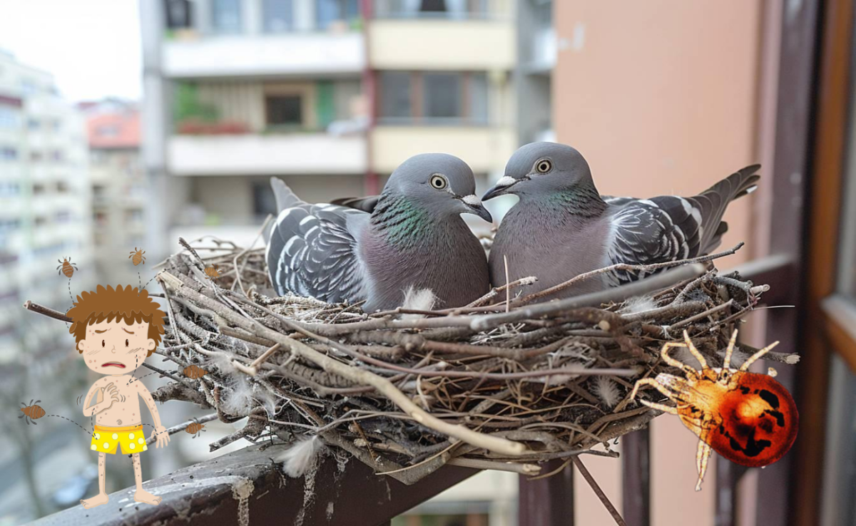  🕊️ Sous les plumes, les acariens 
