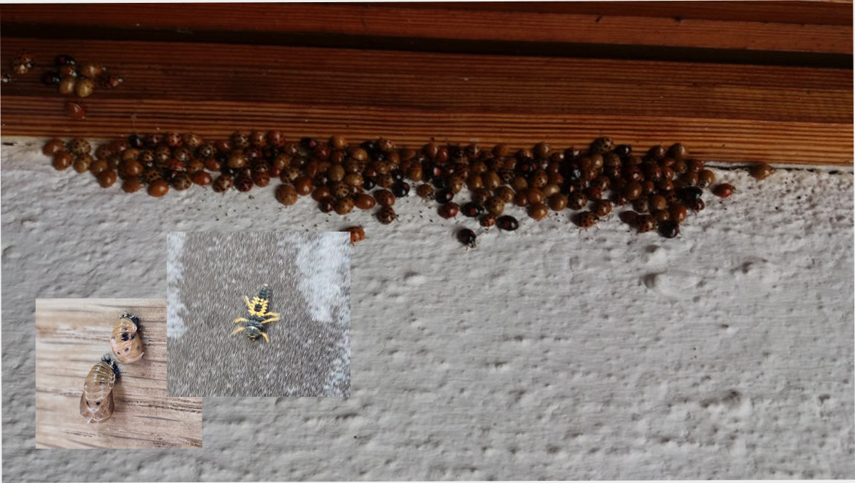  🐞 L’histoire de la coccinelle qui venait de loin 🌍 