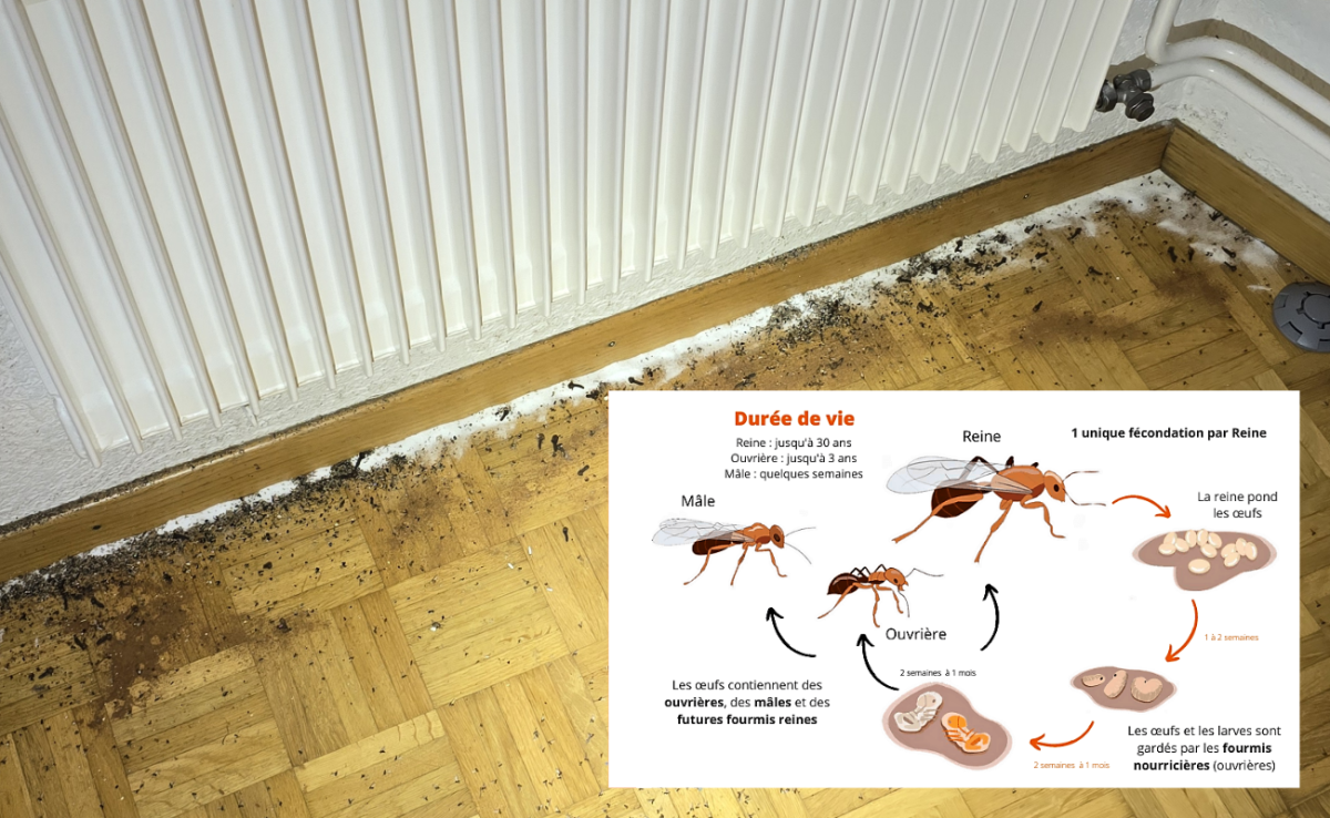Chronique d’un mur habité : les secrets de la fourmi bordée 