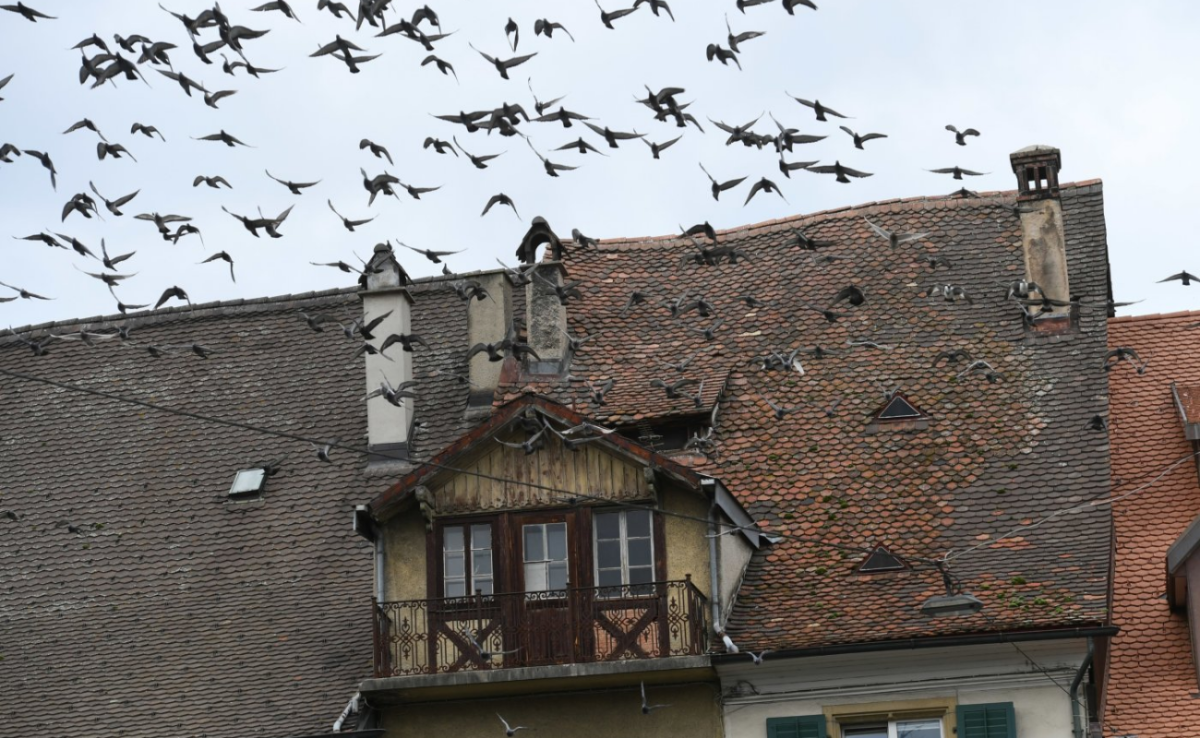 Régulation des pigeons à Delémont : une démarche collective pour un équilibre urbain 