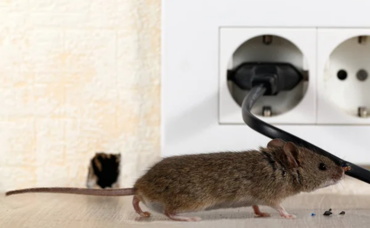  🐭 Quand les souris s’invitent chez nous 