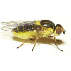Un chlorops grégaire sur fond blanc