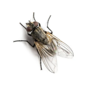 Une mouche domestique sur fond blanc