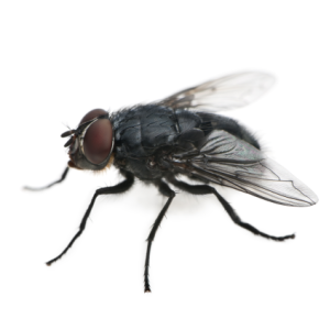 Une mouche d'automne sur fond blanc