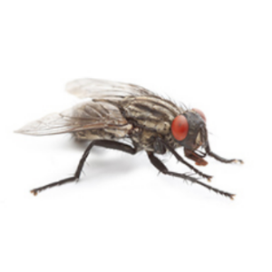Petite mouche d'automne sur fond blanc
