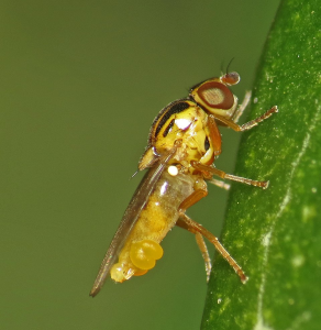 Un chlorops grégaire sur une feuille