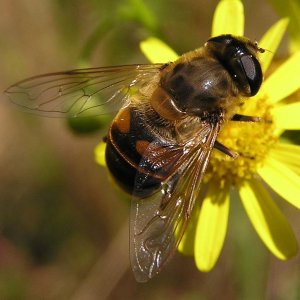 Eristale gluante sur une fleur jaune