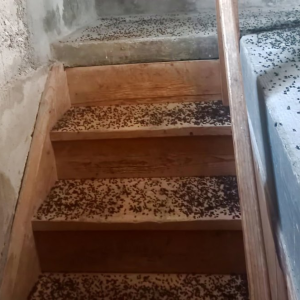Invasion de cadavres de mouches dans des escaliers en bois