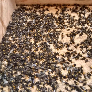 Invasion de cadavres de pollénies du lombric