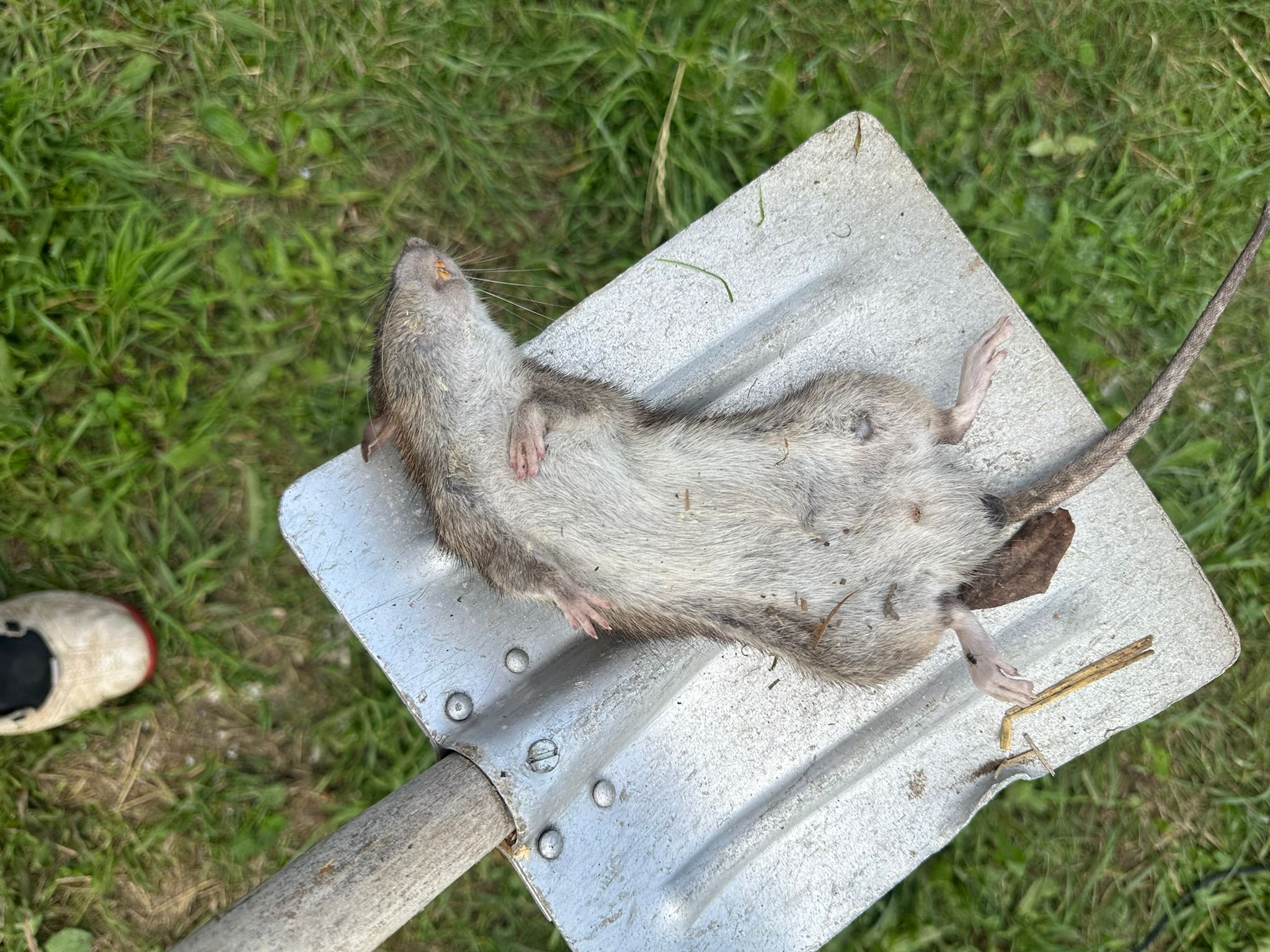  🪤 Des rats dans votre maison ? Voici les 3 causes possibles… et les vraies solutions. 