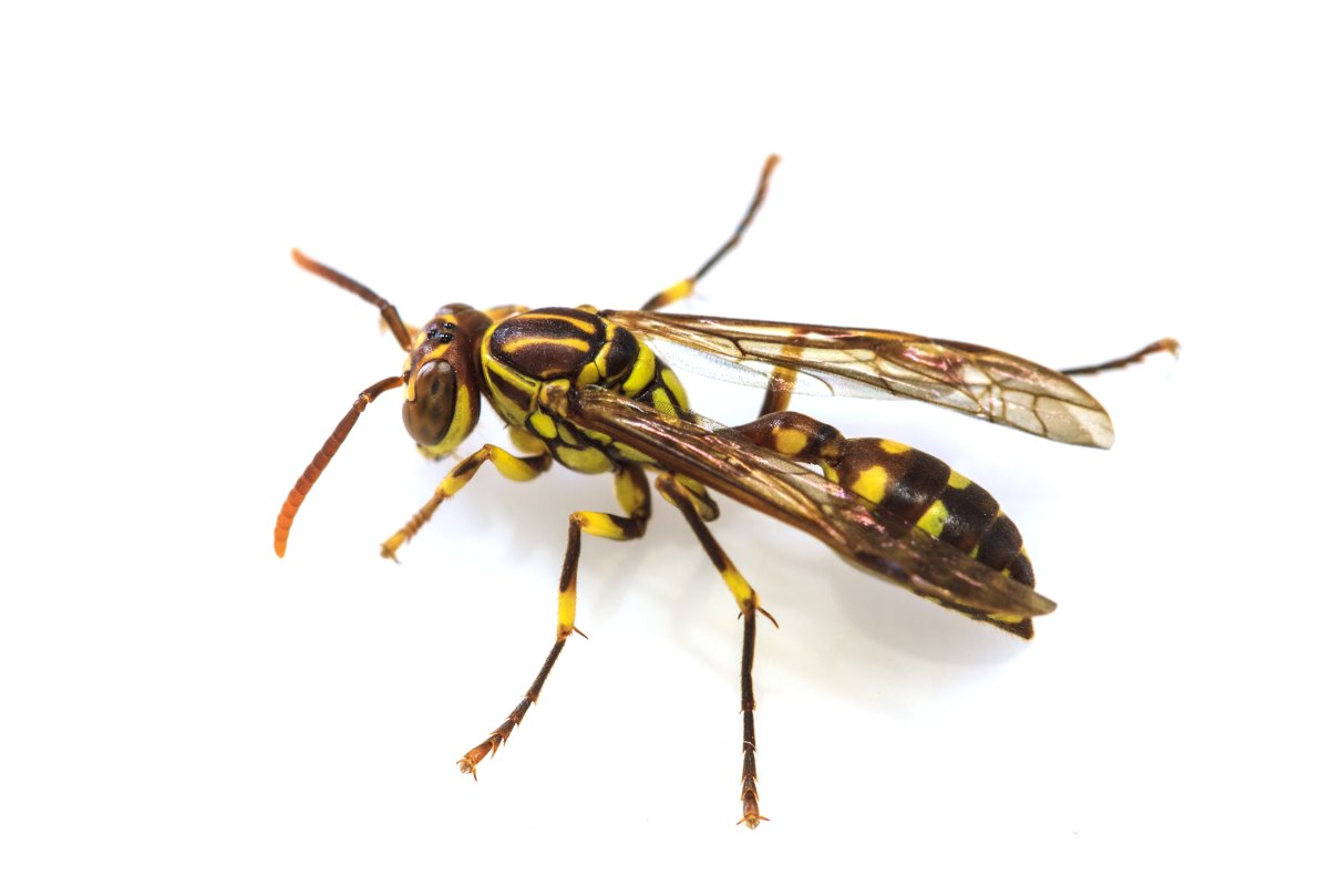 Poliste gaulois sur fond blanc